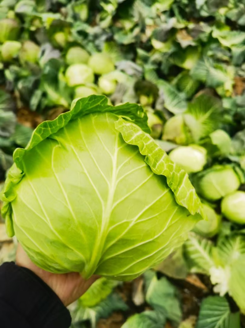 圆包菜整车送货上门河南省南阳市新野县新鲜蔬菜