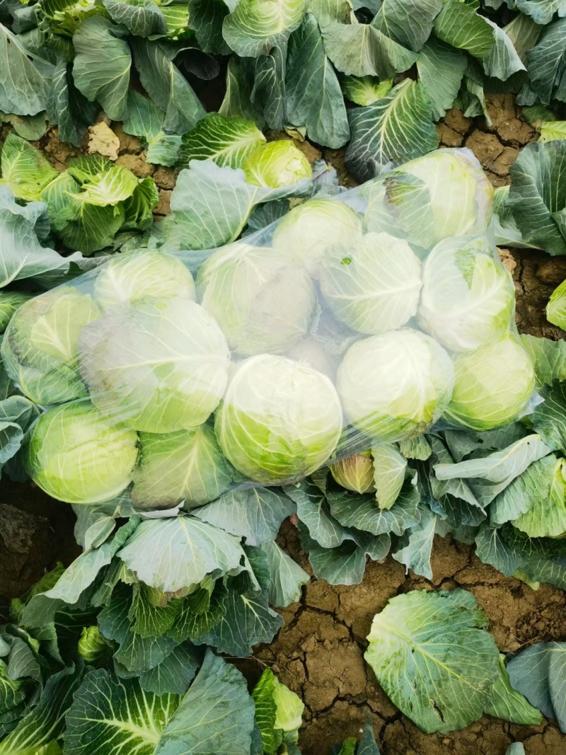 圆包菜整车送货上门河南省南阳市新野县新鲜蔬菜