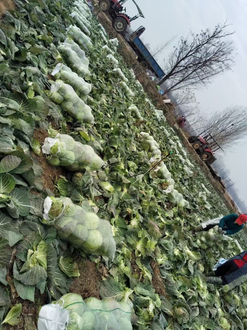圆包菜整车送货上门河南省南阳市新野县新鲜蔬菜