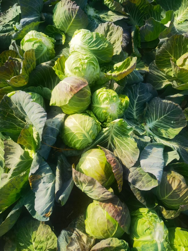 圆包菜整车送货上门河南省南阳市新野县新鲜蔬菜