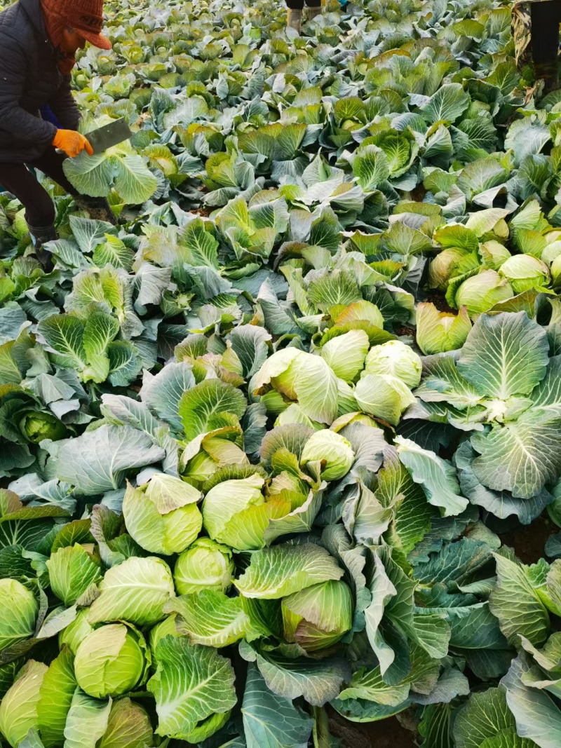 圆包菜整车送货上门河南省南阳市新野县新鲜蔬菜
