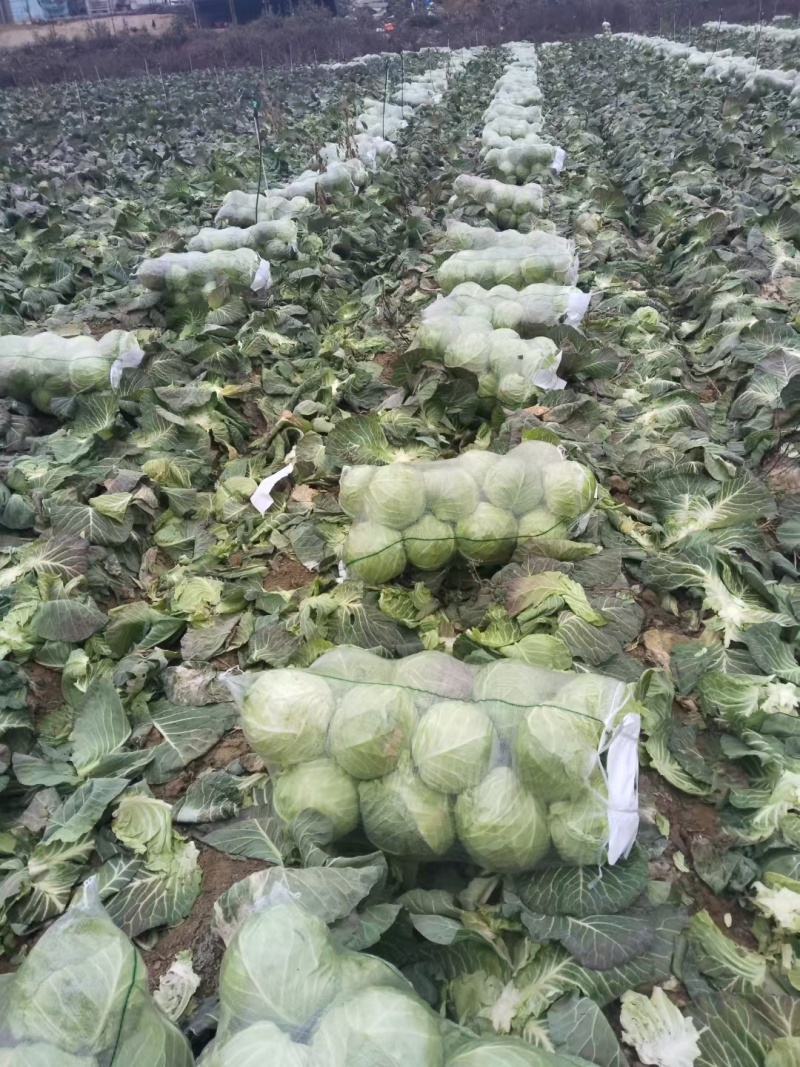 圆包菜整车送货上门河南省南阳市新野县新鲜蔬菜