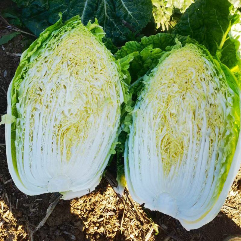 黄心大白菜，河南省南阳市新野县袁庄蔬菜基地