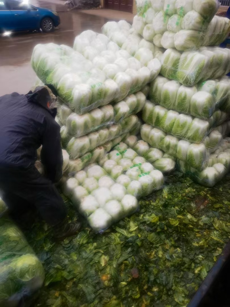 黄心大白菜，河南省南阳市新野县袁庄蔬菜基地