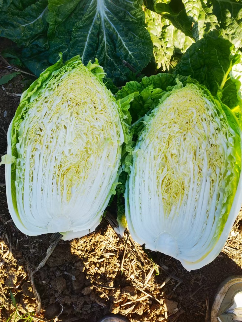 黄心大白菜，河南省南阳市新野县袁庄蔬菜基地