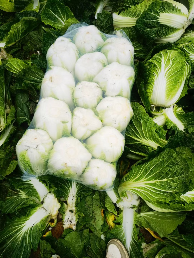 黄心大白菜，河南省南阳市新野县袁庄蔬菜基地
