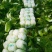 黄心大白菜，河南省南阳市新野县袁庄蔬菜基地
