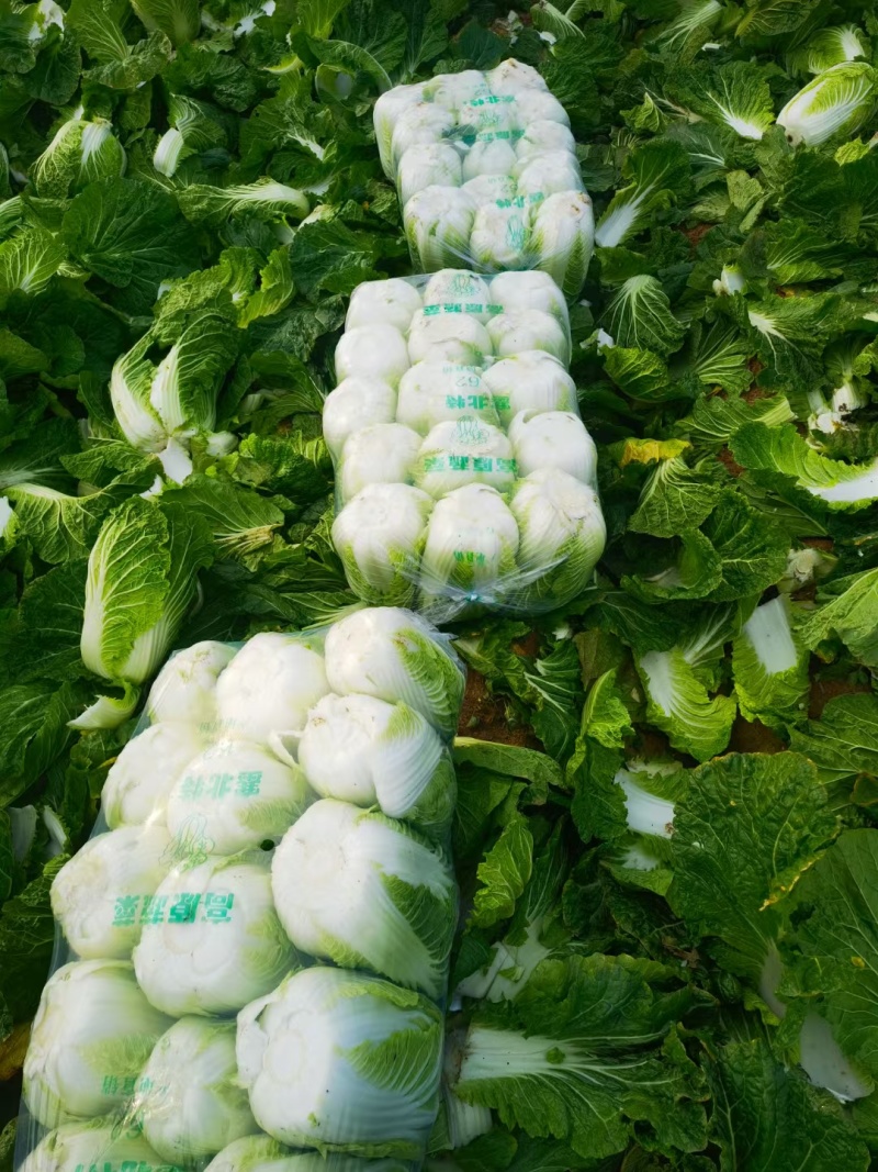 黄心大白菜，河南省南阳市新野县袁庄蔬菜基地