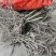 建瓯高山锥栗苗，处暑红油锥高山锥等，品种齐品质优，产地直发