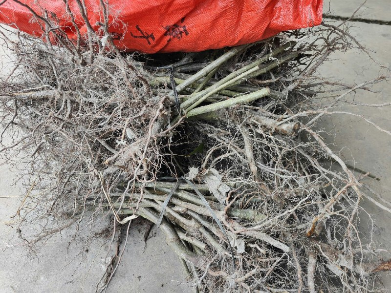 建瓯高山锥栗苗，处暑红油锥高山锥等，品种齐品质优，产地直发
