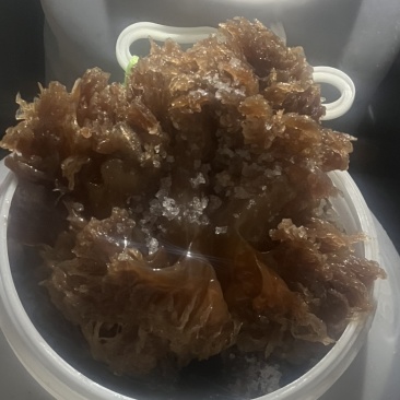 黄海海蜇