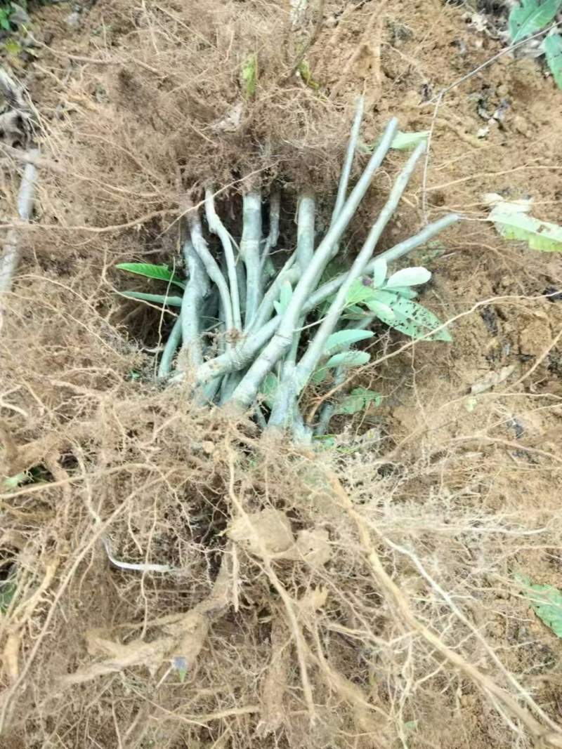 建瓯高山锥栗苗，处暑红油锥高山锥等，品种齐品质优，产地直发