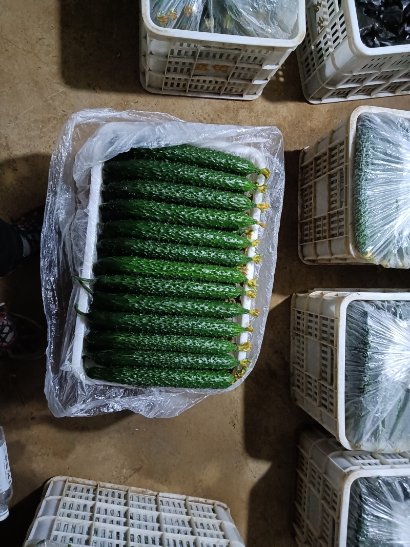 山东临沂精品黄瓜密刺黄瓜代收全国对接电商商超批发市场