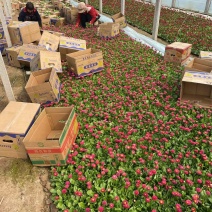 精品雏菊优质雏菊优质青州雏菊基地雏菊自产