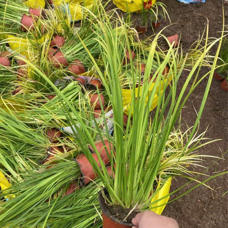 精品金叶石菖蒲优质金叶石菖蒲
