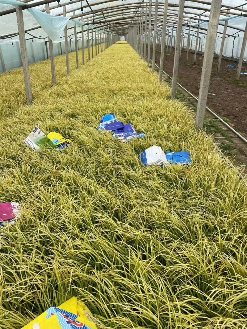 精品金叶石菖蒲优质金叶石菖蒲