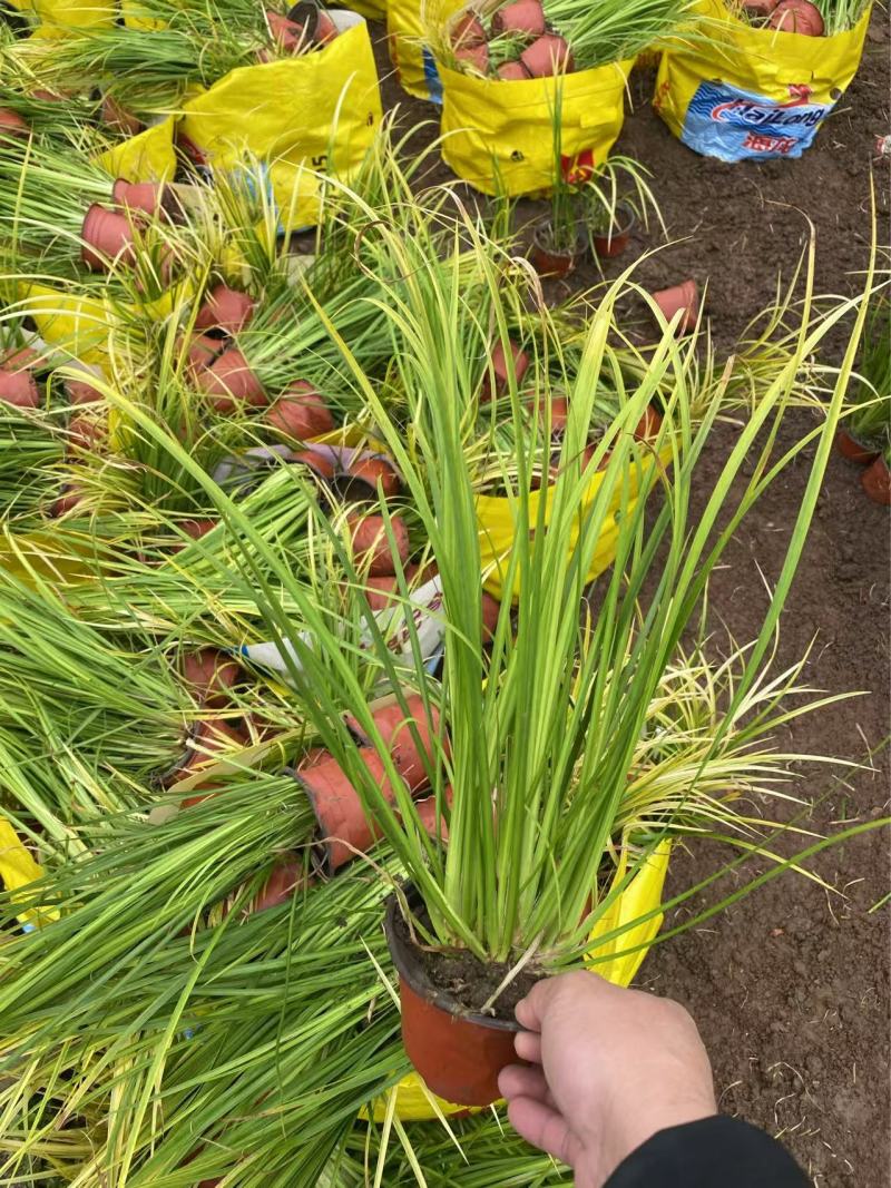 精品金叶石菖蒲优质金叶石菖蒲