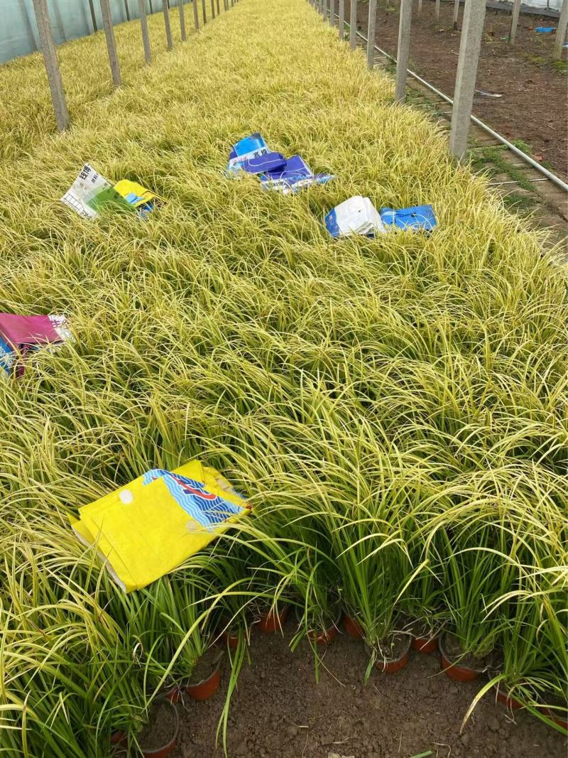 精品金叶石菖蒲优质金叶石菖蒲