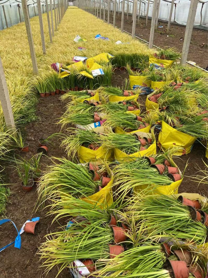 精品金叶石菖蒲优质金叶石菖蒲
