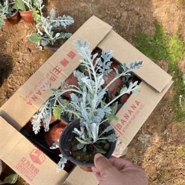 精品银叶菊优质银叶菊银叶菊基地自产自销