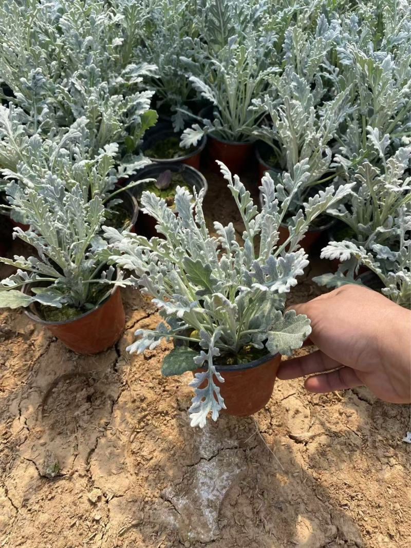精品银叶菊优质银叶菊银叶菊基地自产自销
