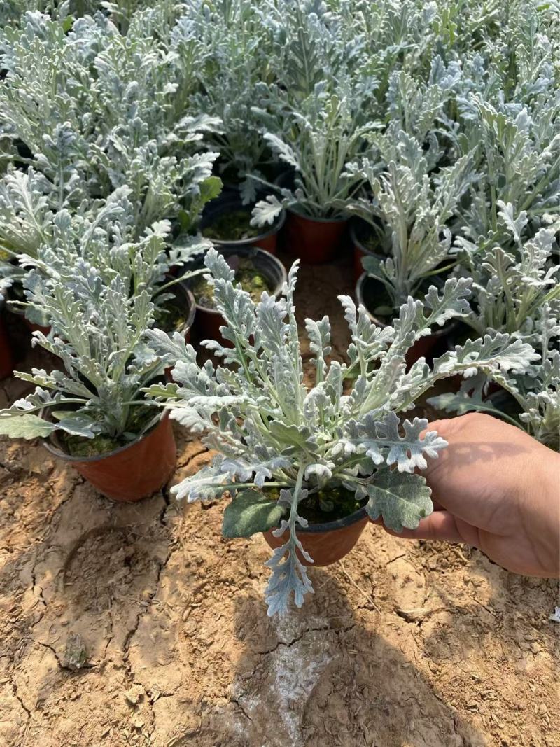 精品银叶菊优质银叶菊银叶菊基地自产自销