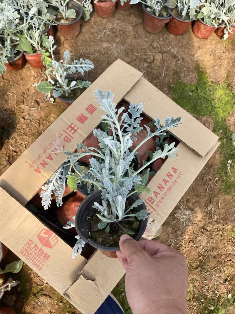 精品银叶菊优质银叶菊银叶菊基地自产自销