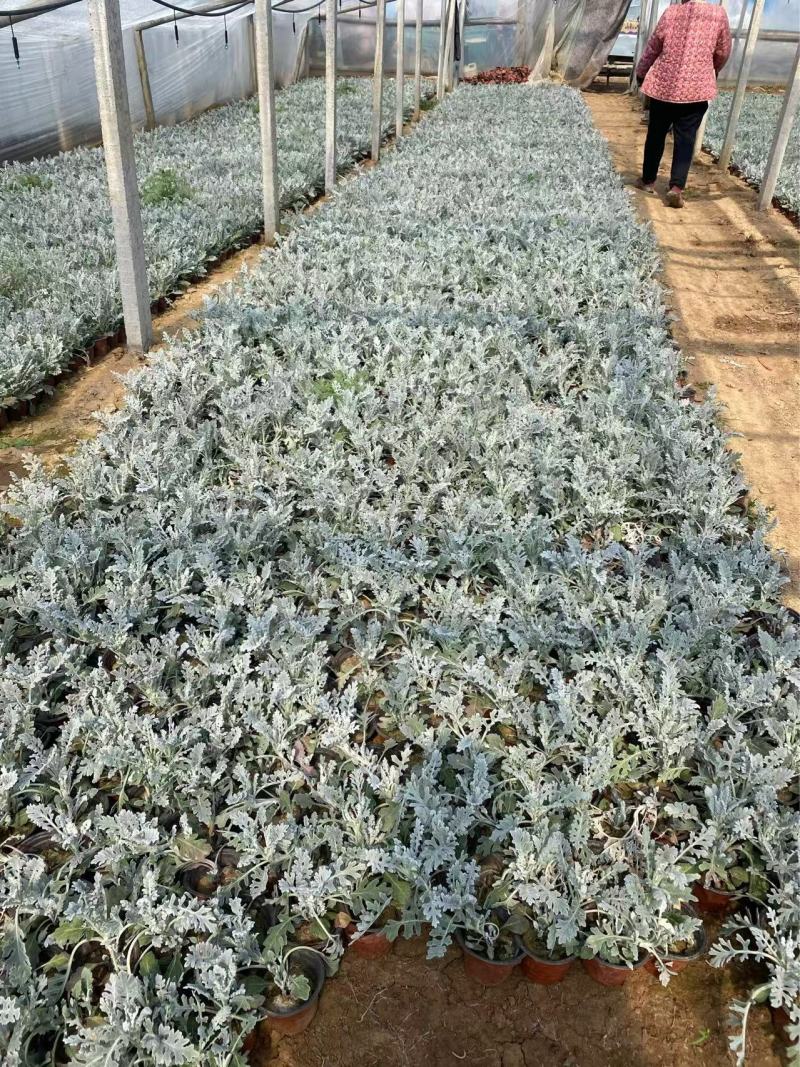 精品银叶菊优质银叶菊银叶菊基地自产自销