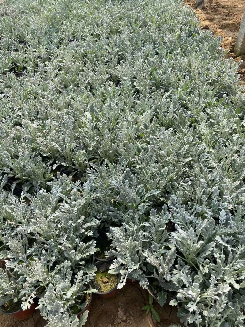 精品银叶菊优质银叶菊银叶菊基地自产自销