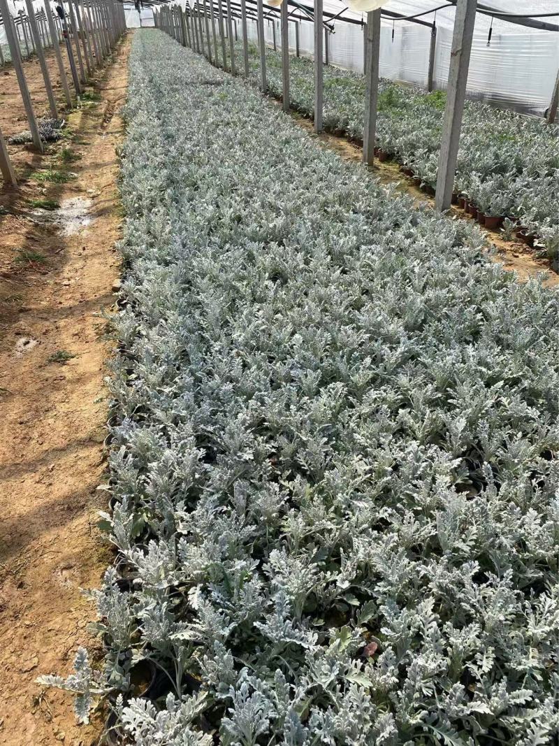精品银叶菊优质银叶菊银叶菊基地自产自销