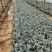 精品银叶菊优质银叶菊银叶菊基地自产自销