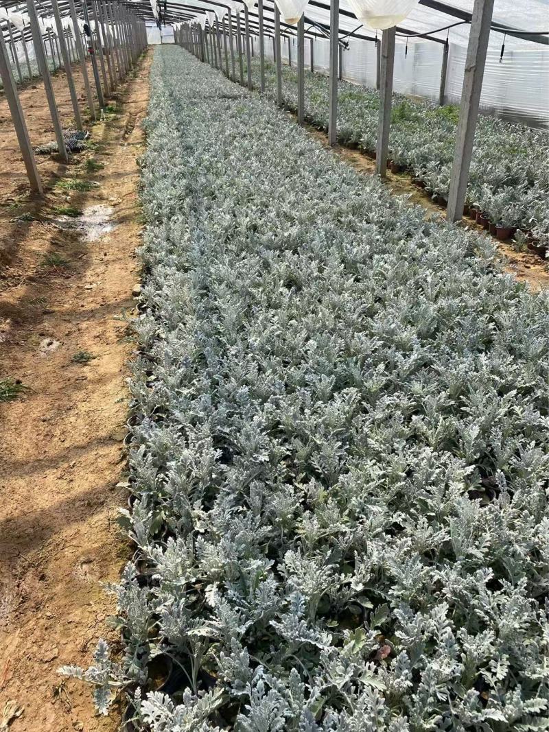 精品银叶菊优质银叶菊银叶菊基地自产自销