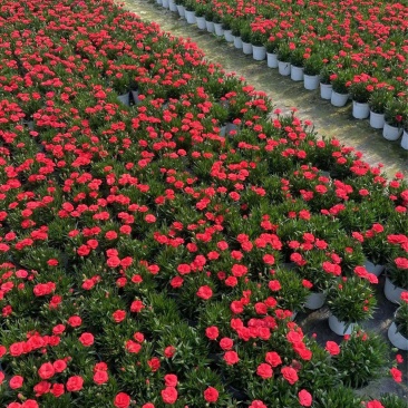 精品奥斯卡康乃馨优质奥斯卡康乃馨种植基地