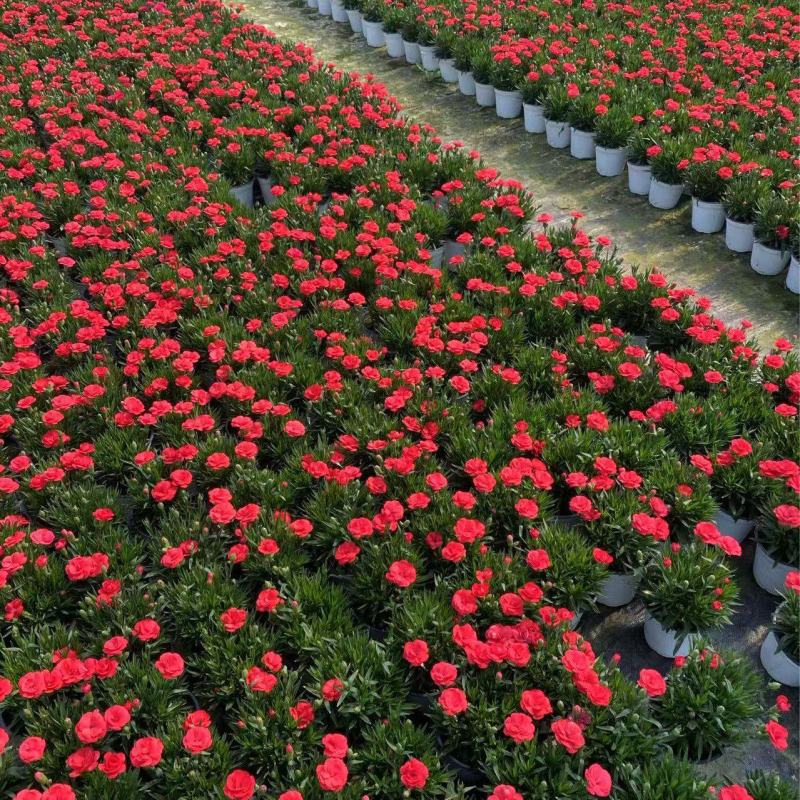 精品奥斯卡康乃馨优质奥斯卡康乃馨种植基地