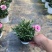 精品奥斯卡康乃馨优质奥斯卡康乃馨种植基地