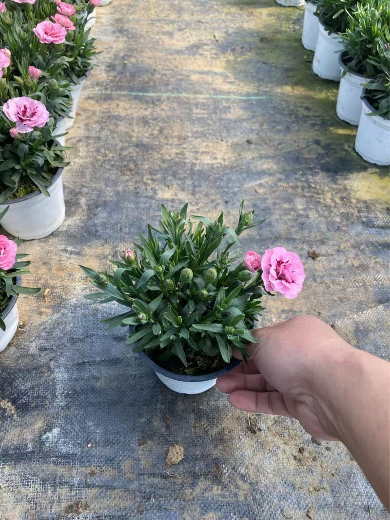 精品奥斯卡康乃馨优质奥斯卡康乃馨种植基地