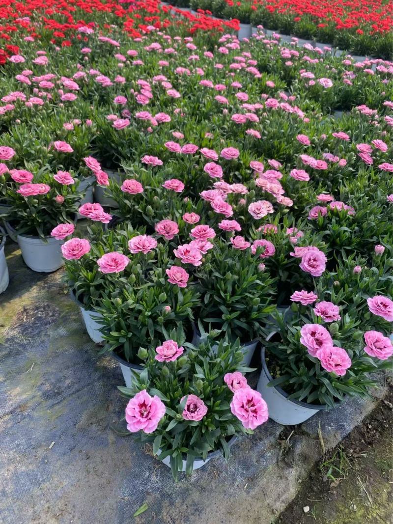 精品奥斯卡康乃馨优质奥斯卡康乃馨种植基地