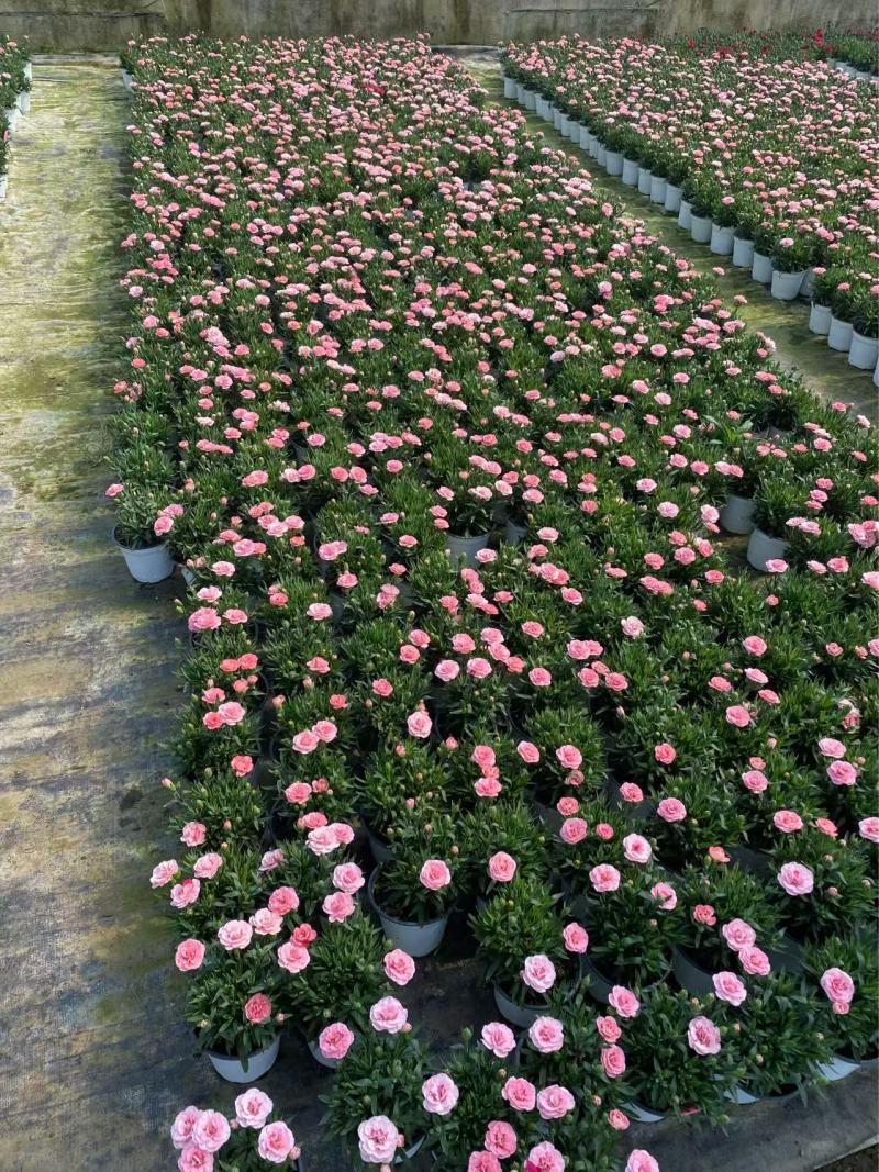 精品奥斯卡康乃馨优质奥斯卡康乃馨种植基地