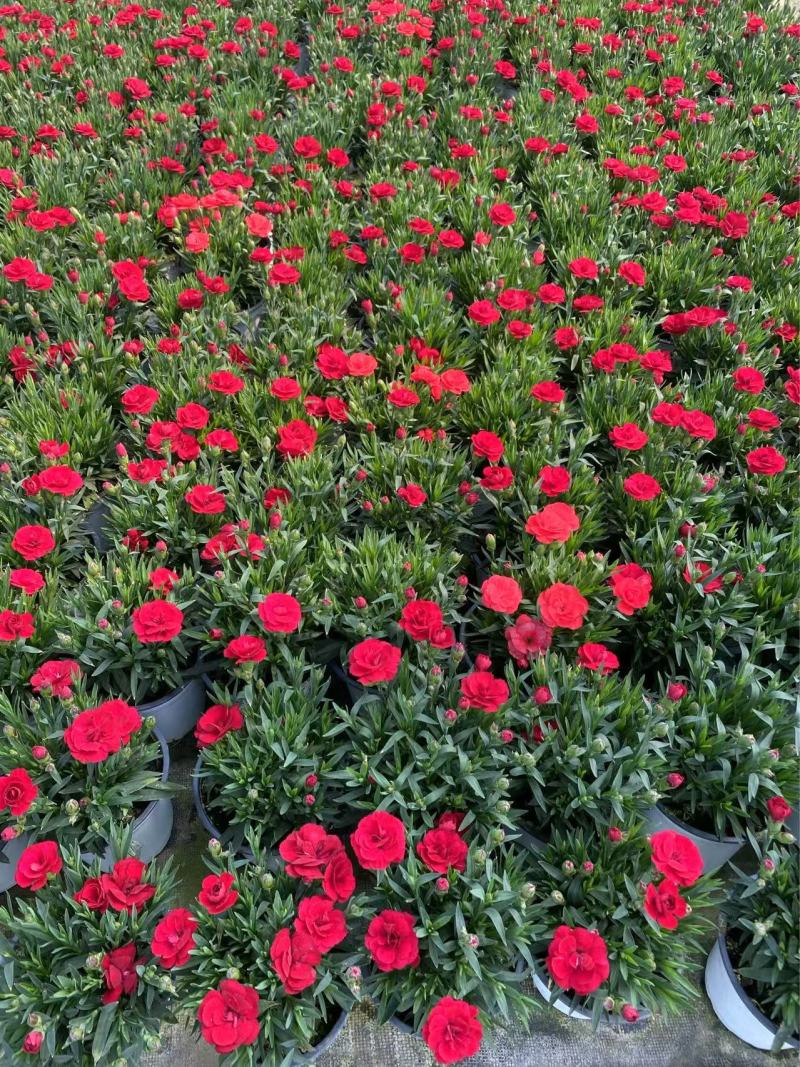 精品奥斯卡康乃馨优质奥斯卡康乃馨种植基地