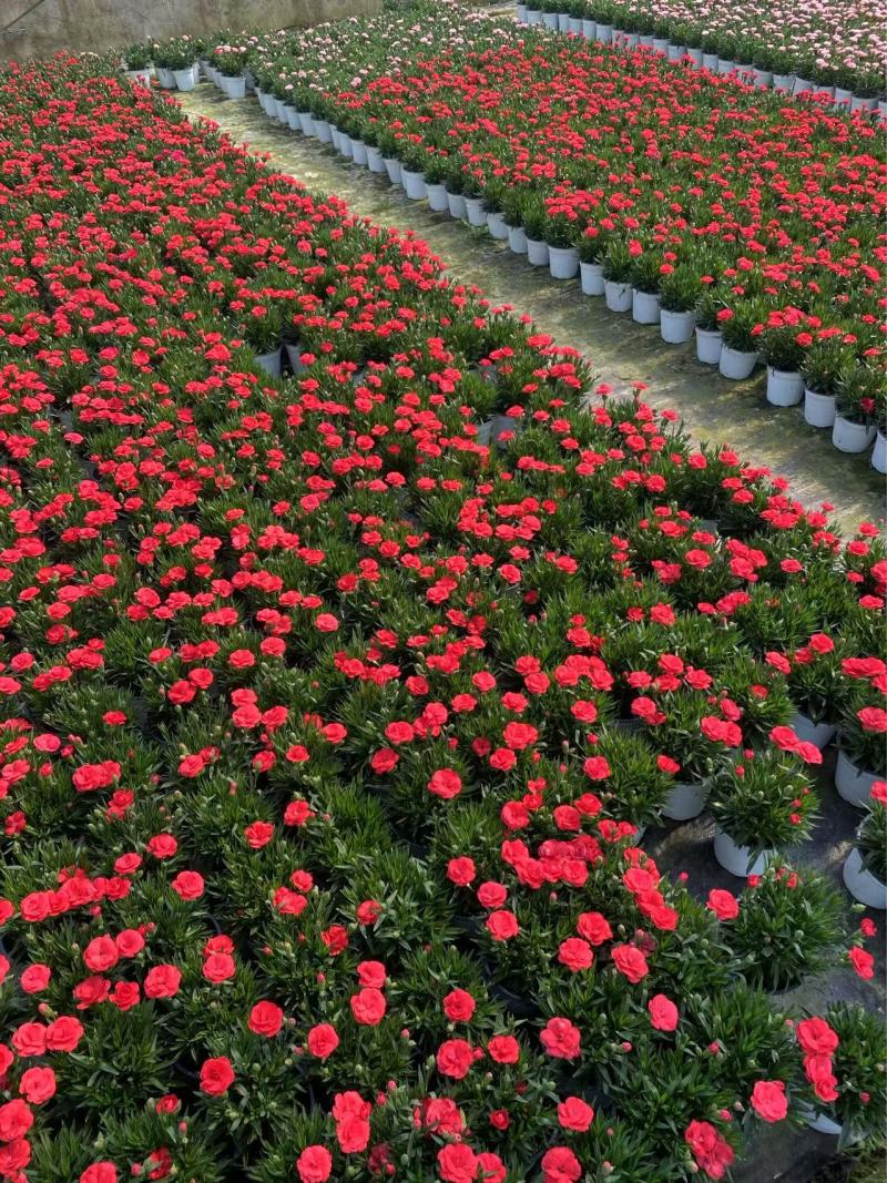 精品奥斯卡康乃馨优质奥斯卡康乃馨种植基地