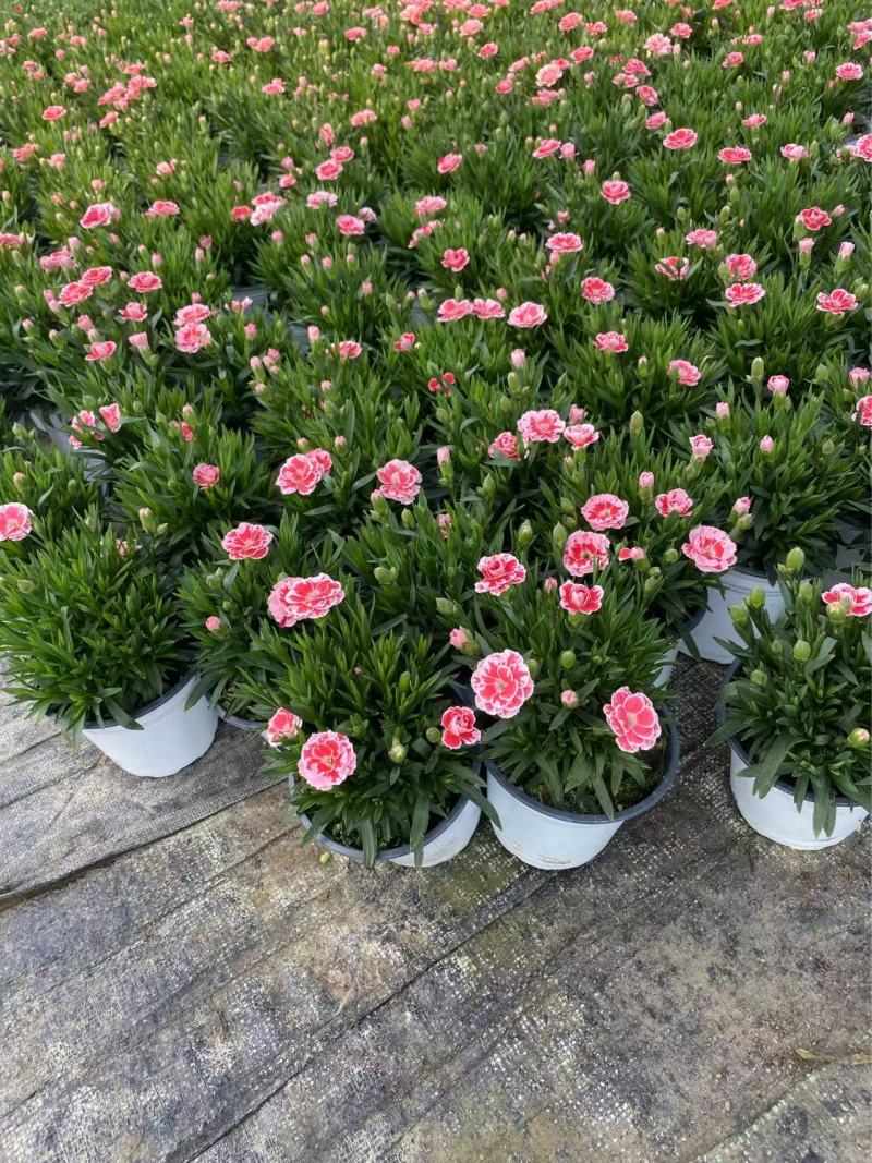 精品奥斯卡康乃馨优质奥斯卡康乃馨种植基地