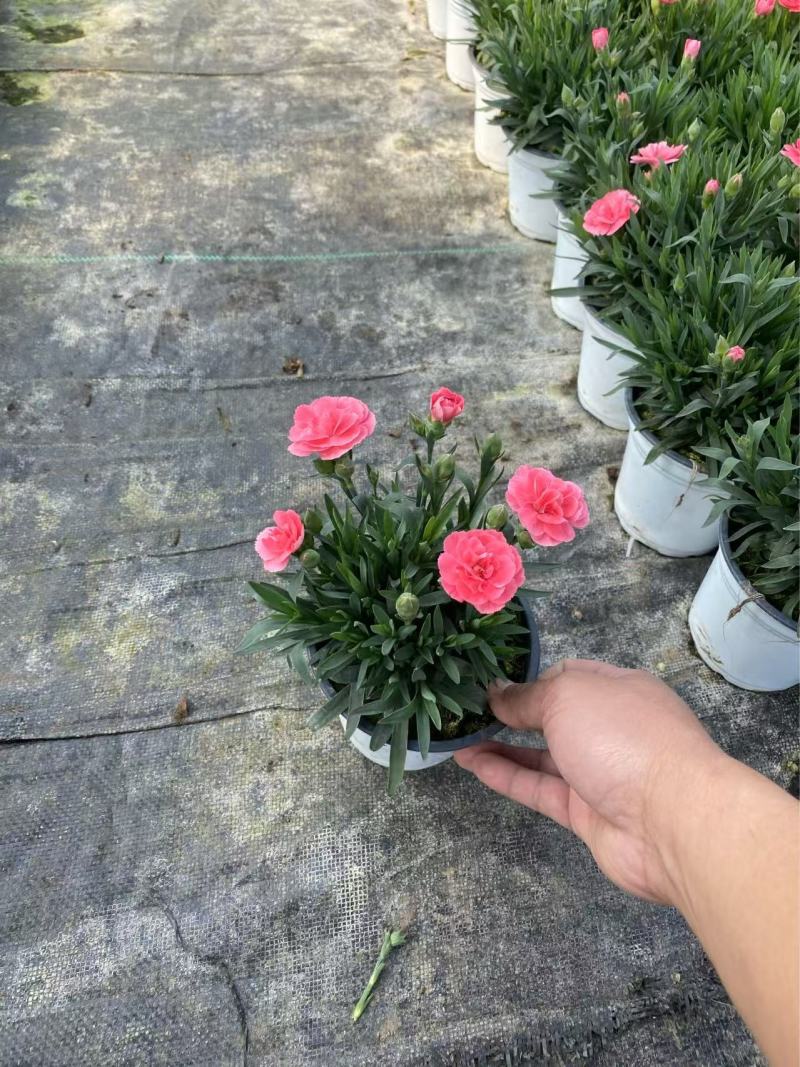 精品奥斯卡康乃馨优质奥斯卡康乃馨种植基地