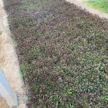 精品山桃草优质山桃草自产自销山桃草种植基地