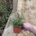 精品山桃草优质山桃草自产自销山桃草种植基地