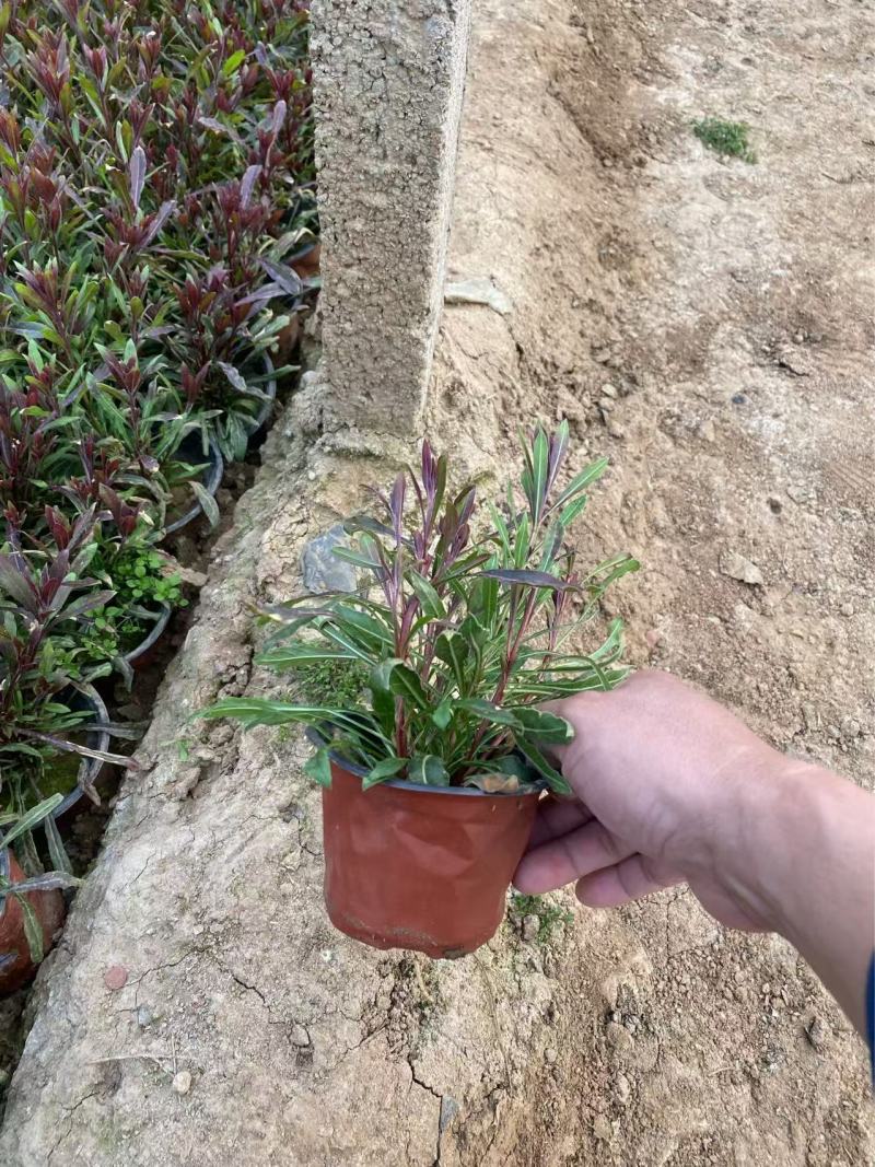 精品山桃草优质山桃草自产自销山桃草种植基地
