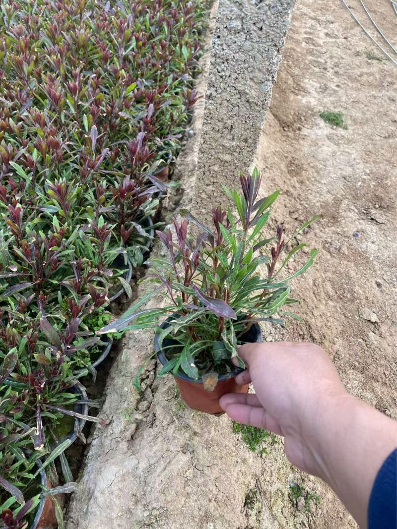精品山桃草优质山桃草自产自销山桃草种植基地
