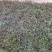 精品山桃草优质山桃草自产自销山桃草种植基地