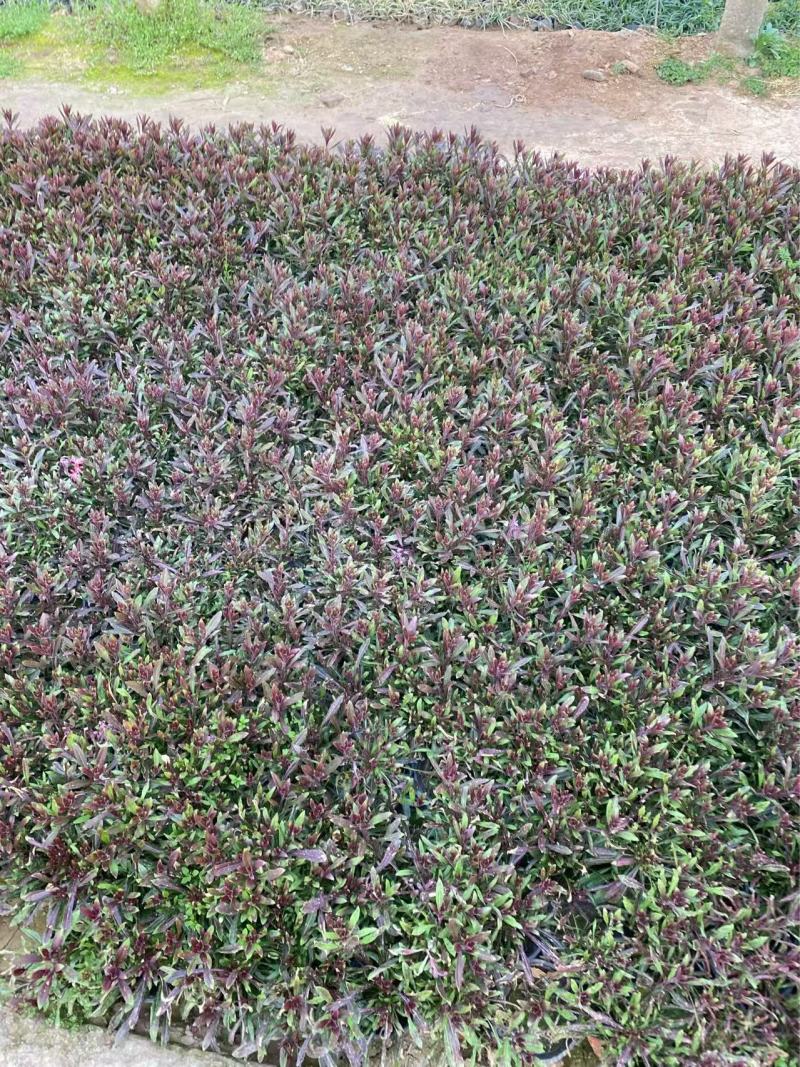 精品山桃草优质山桃草自产自销山桃草种植基地