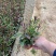 精品山桃草优质山桃草自产自销山桃草种植基地
