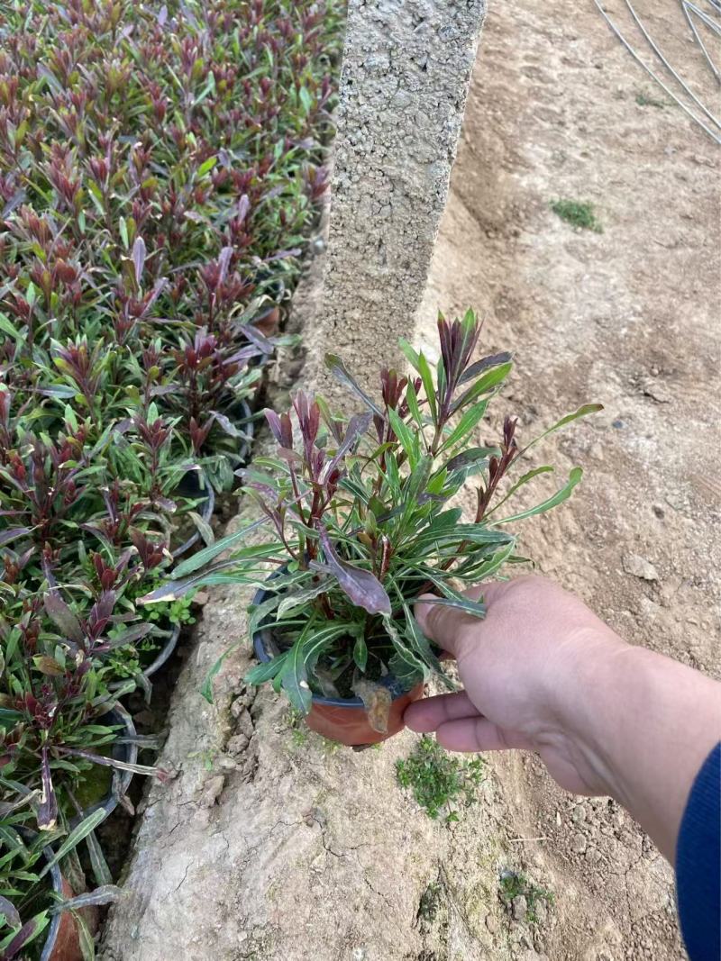 精品山桃草优质山桃草自产自销山桃草种植基地